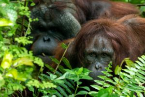 Die Orang Utans nahe der Samboja Lodge, Kalimantan, Indonesien