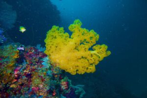 Tauchen mit den Extra Divers Virgin Cocoa - Tropical Hideaway Island, Kalimantan, Indonesien