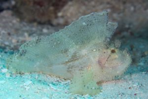 Tauchen mit den Extra Divers Virgin Cocoa - Tropical Hideaway Island, Kalimantan, Indonesien