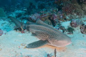 Tauchen mit den Extra Divers Virgin Cocoa - Tropical Hideaway Island, Kalimantan, Indonesien
