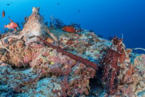 Tauchen mit den Extra Divers, Nabucco Island Resort, Kalimantan, Indonesien