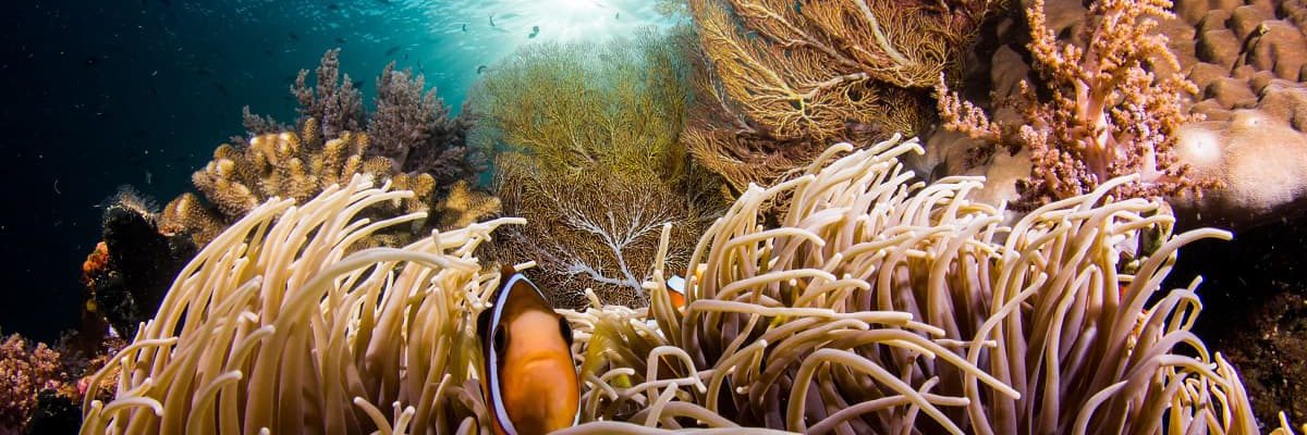 Tauchimpressionen, Fenides Liveaboard, Indonesien