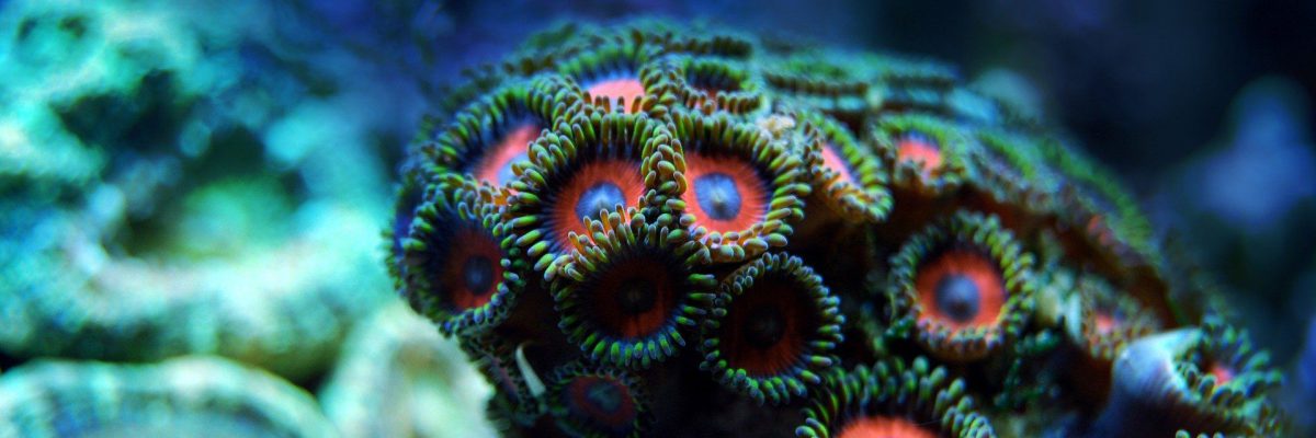 coral-ga24e08b98_1920